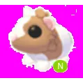 Chocolate Dutch Guinea Pig Neon