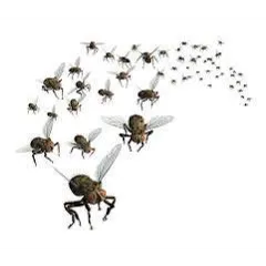 swarm of flies