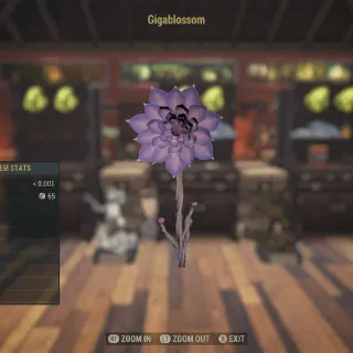 Black Eyed Susan's Soothin x100