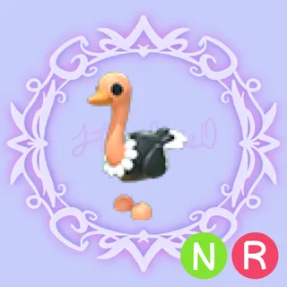 NR Ostrich