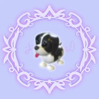 Black Springer Spaniel