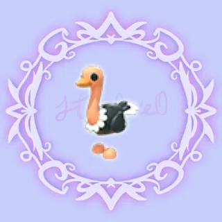 Ostrich 