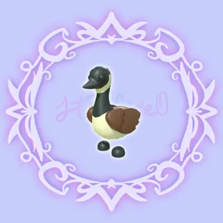 Canadian Goose