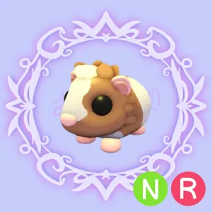 NR Chocolate Dutch Guinea Pig