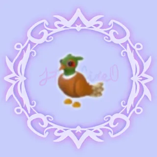 Brown Chested Pheasant 
