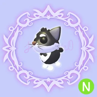 N Tuxedo Cat