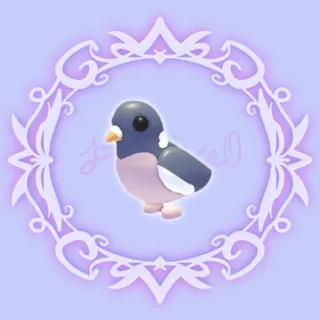Wood Pigeon