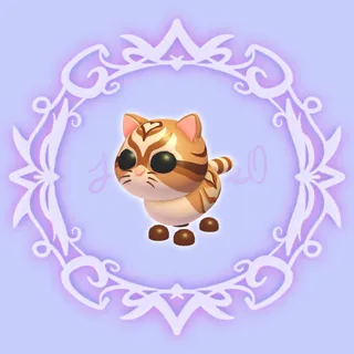 Catte