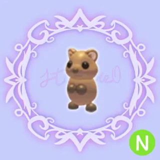 N Quokka
