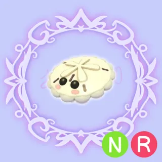 NR White Sand Dollar