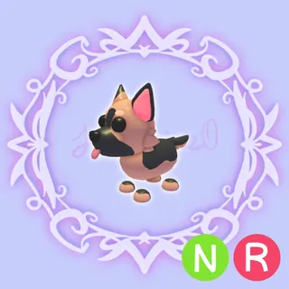 NR German Shepherd