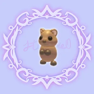 Quokka 