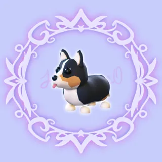 Royal Corgi