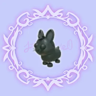 Amami Rabbit