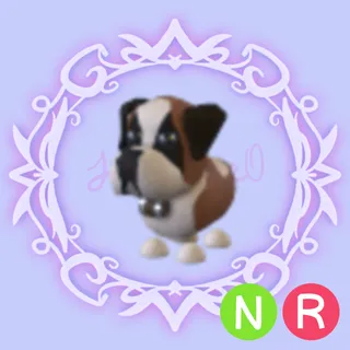 NR St Bernard