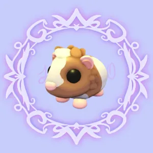 Chocolate Dutch Guinea Pig