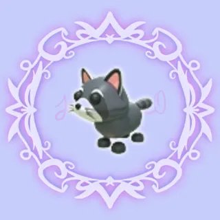 Raccoon 