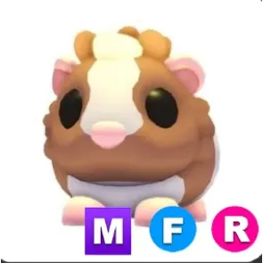Chocolate Dutch Guinea Pig MFR