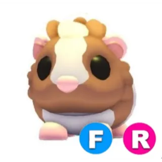 Chocolate Dutch Guinea Pig FR