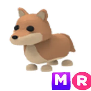 Dingo MR
