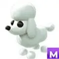 mega poodle