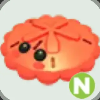 neon red sand dollar