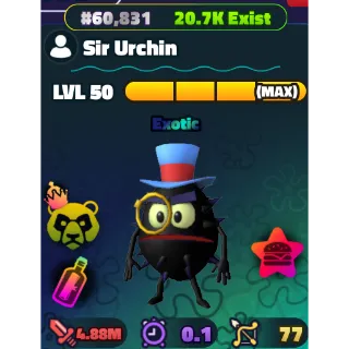 Sir Urchin SBTD