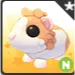 N Red Dutch Guinea Pig