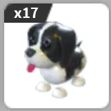 x17 Springer Spaniel