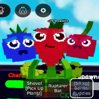 Limited Huge Berrini Budies 5.9kg