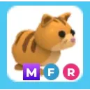 MFR Ginger Cat