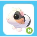 Neon Tortoiseshell Guinea Pig