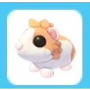 Red Dutch Guinea Pig