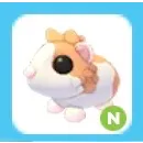 Neon Red Dutch Guinea Pig