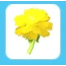 50x Golden Dandelion