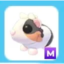 Mega Tortoiseshell Guinea Pig