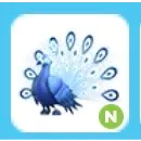 Neon Moonbeam Peacock