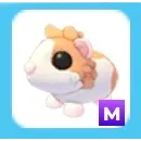 Mega Red Dutch Guinea Pig