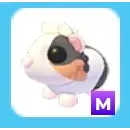 Mega Tortoiseshell Guinea Pig