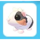 Tortoiseshell Guinea Pig