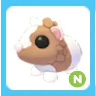 Neon Chocolate Dutch Guinea Pig