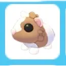 Chocolate Dutch Guinea Pig