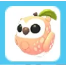 Peach Owl
