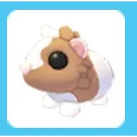 Chocolate Dutch Guinea Pig