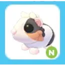 Neon Tortoiseshell Guinea Pig