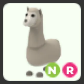 NR Llama