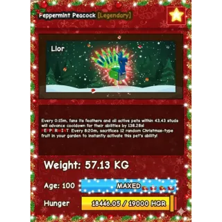 PEPPERMINT HUGE PEACOCK (57.13 KG) //15s CD WITH TOYS // SUPER RARE SIZE AND MUTATION!