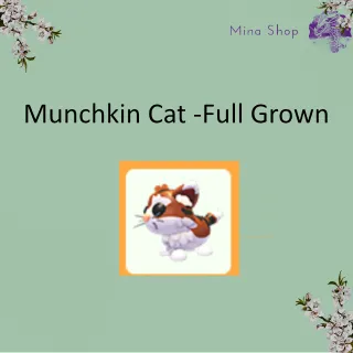 Munchkin Cat -Full Grown