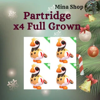 Partridge -  x4 Full Grown