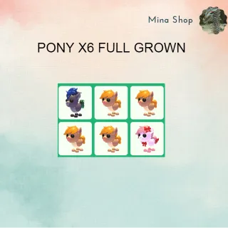 PONY X6 FULL GROWN